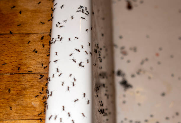 Best Local Pest Control Services  in Pennside, PA