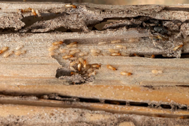 Best Affordable Pest Control Services  in Pennside, PA